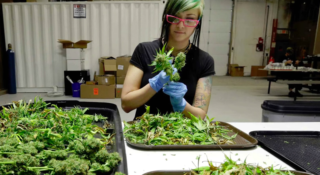 Working for Weed: The Best Jobs in the Marijuana Industry