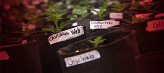 4 Stories that Prove Medicinal Marijuana is Not a “Joke”