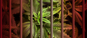 Pot Prisoner: Life After Legalization