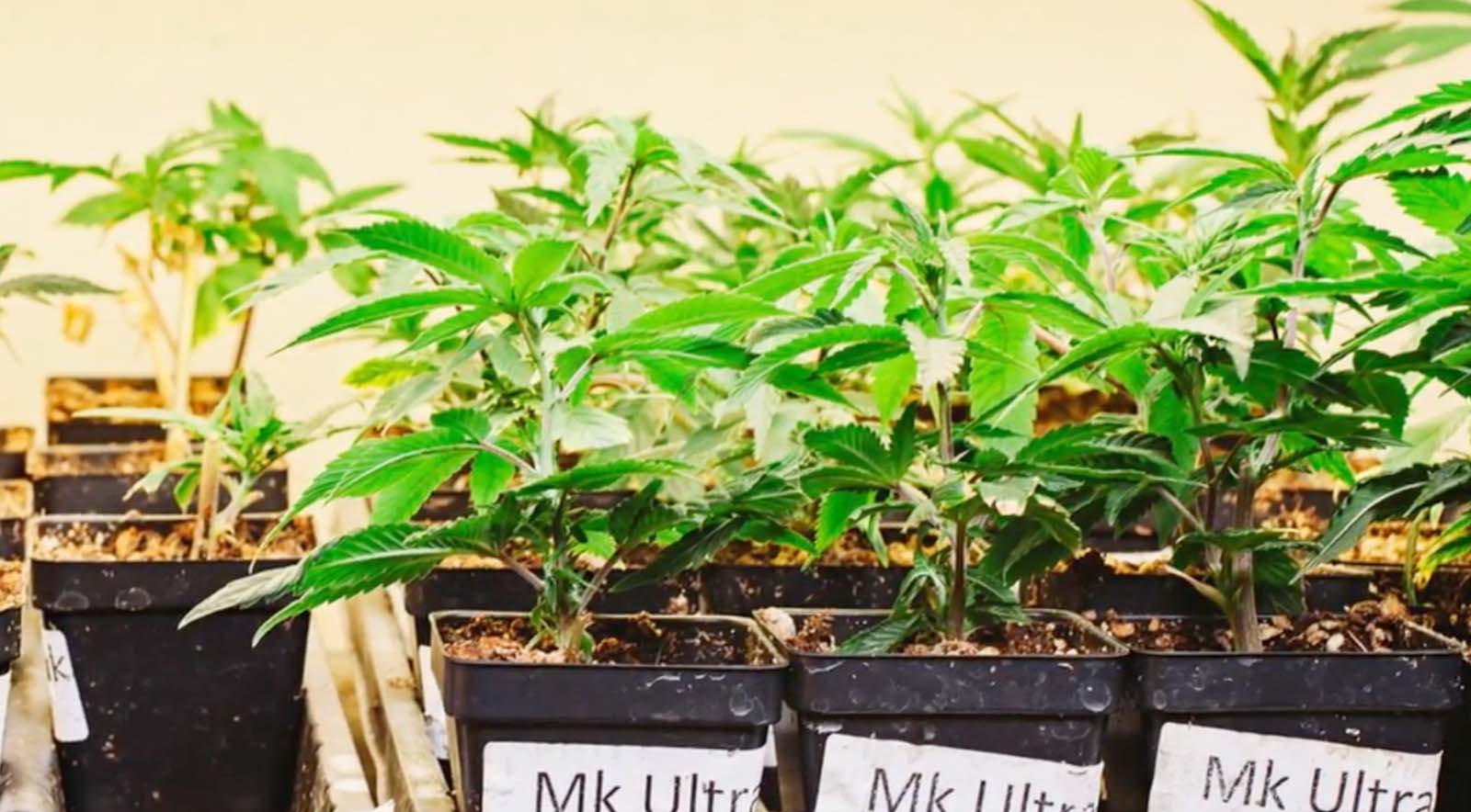 How to Find the Perfect Weed Strain for You