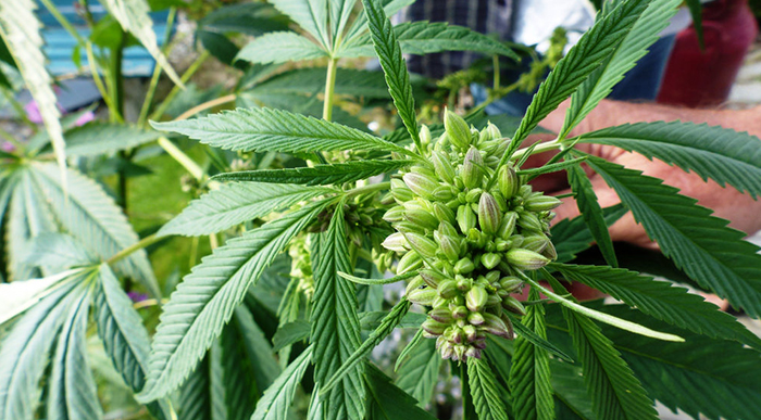 The Mysterious Genetic History of Cannabis
