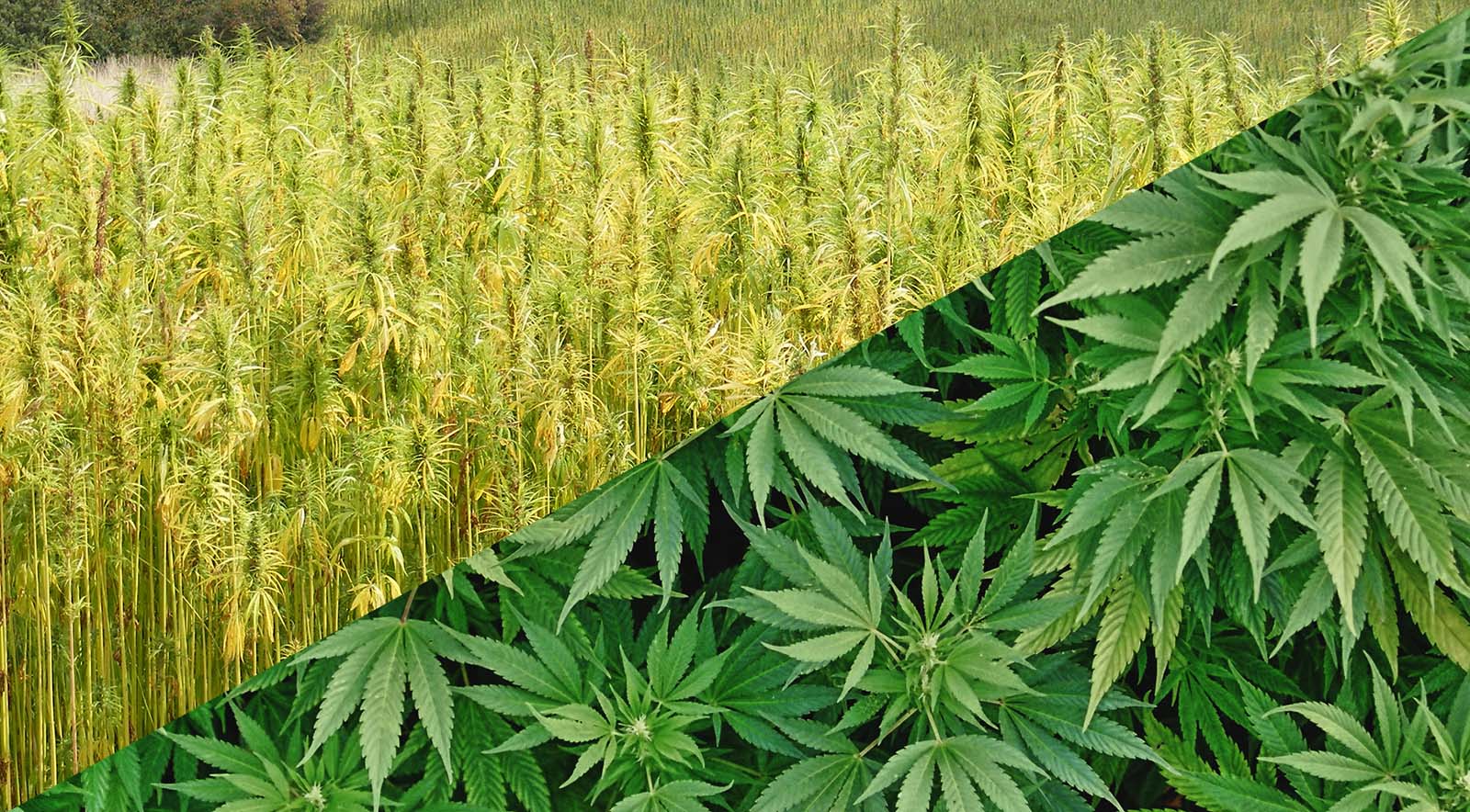 What’s the Difference Between Hemp & Pot?