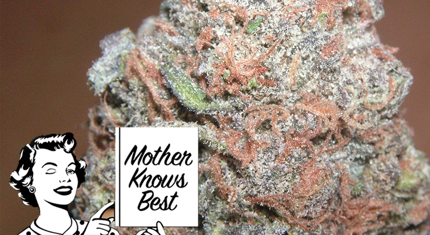 Mother Knows Best: Why Are Hybrid Strains So Awesome?