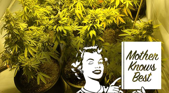 Marijuana Growing 101: How to Grow Weed Indoors