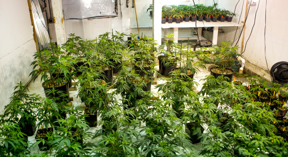 Canadian Company Denies Homeowners Insurance Over Legal Medical Marijuana