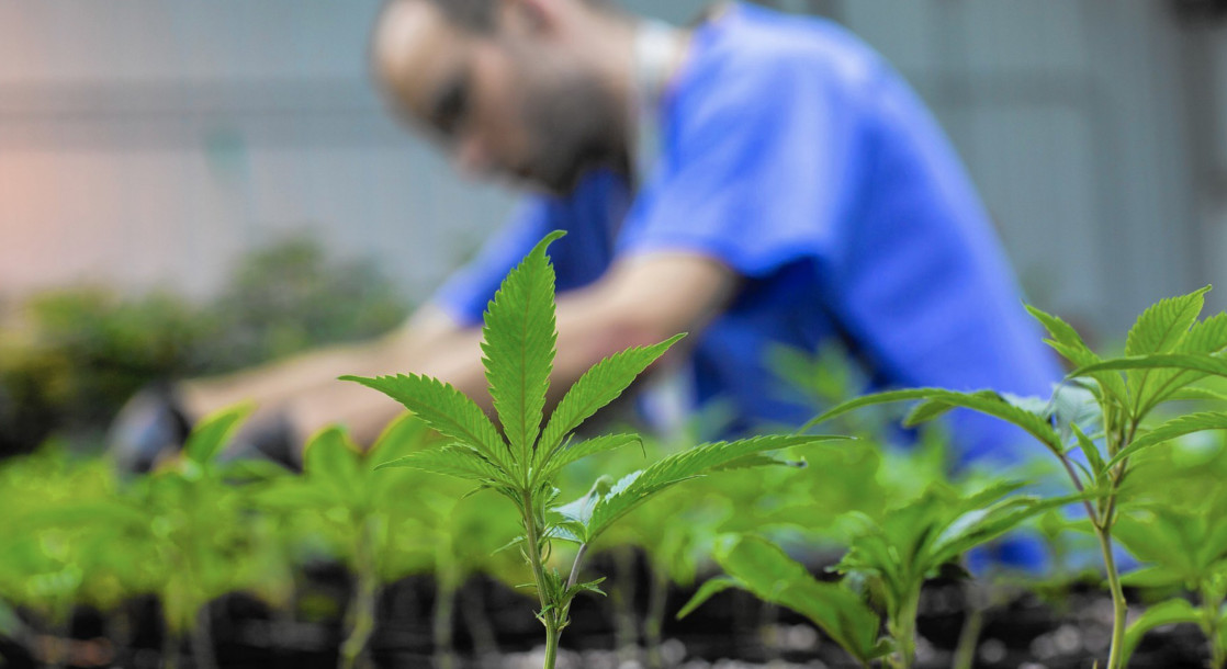 Maine Legislators Consider Lifting Limits on Recreational Marijuana Grows