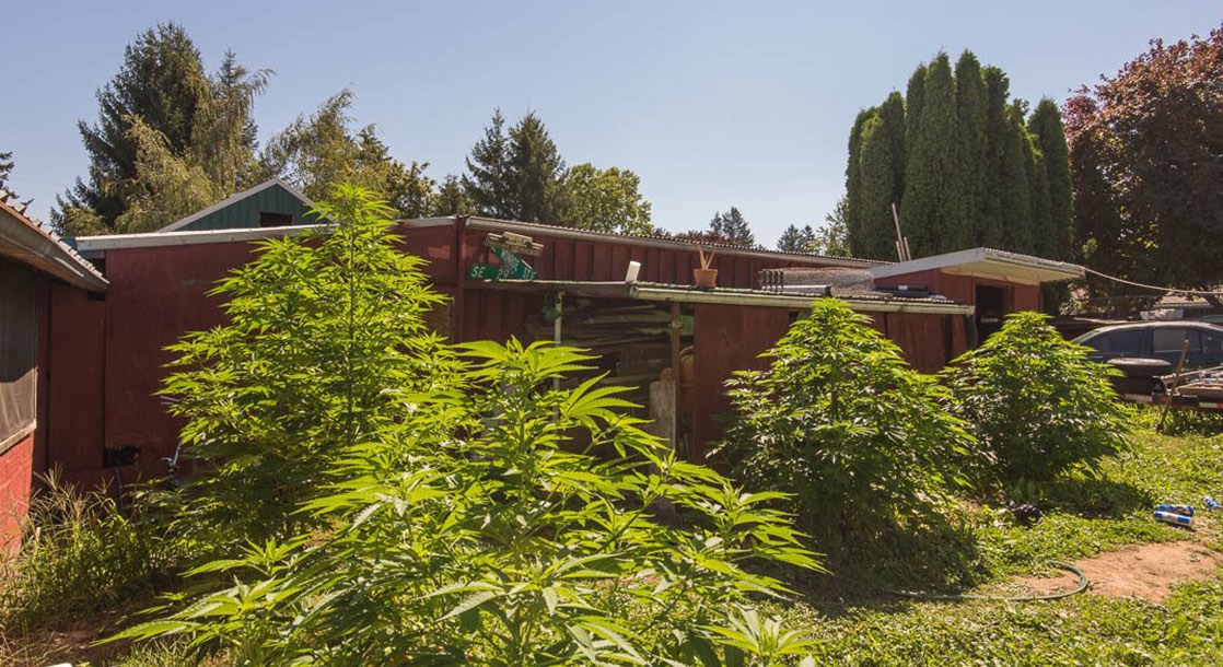 Marijuana Plants Are Major Real Estate Selling Point In Recreational States