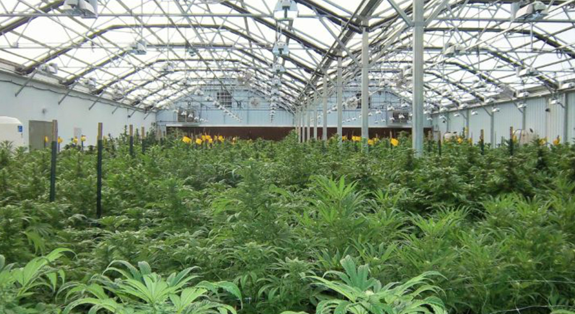 New Maryland Greenhouse Will Grow Nearly 10,000 Pounds of Medical Marijuana