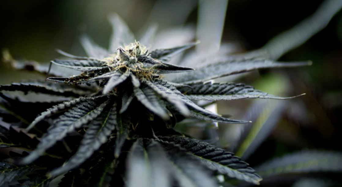 Medical Marijuana Company Trying to Put the Brakes on Maryland’s Cannabis Industry