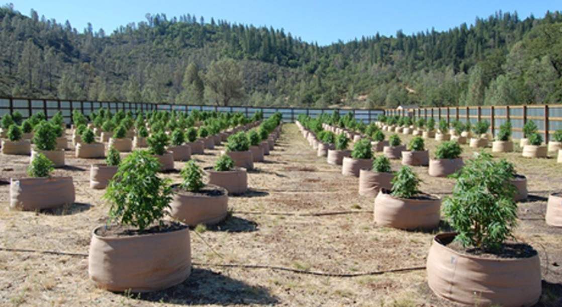 Meet the California Growers Who Want to Kick Cops Out of Policing Cannabis