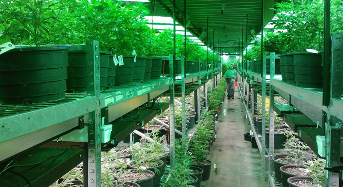 Big Business, Bad Crops: How to Protect the Integrity of the Marijuana Industry