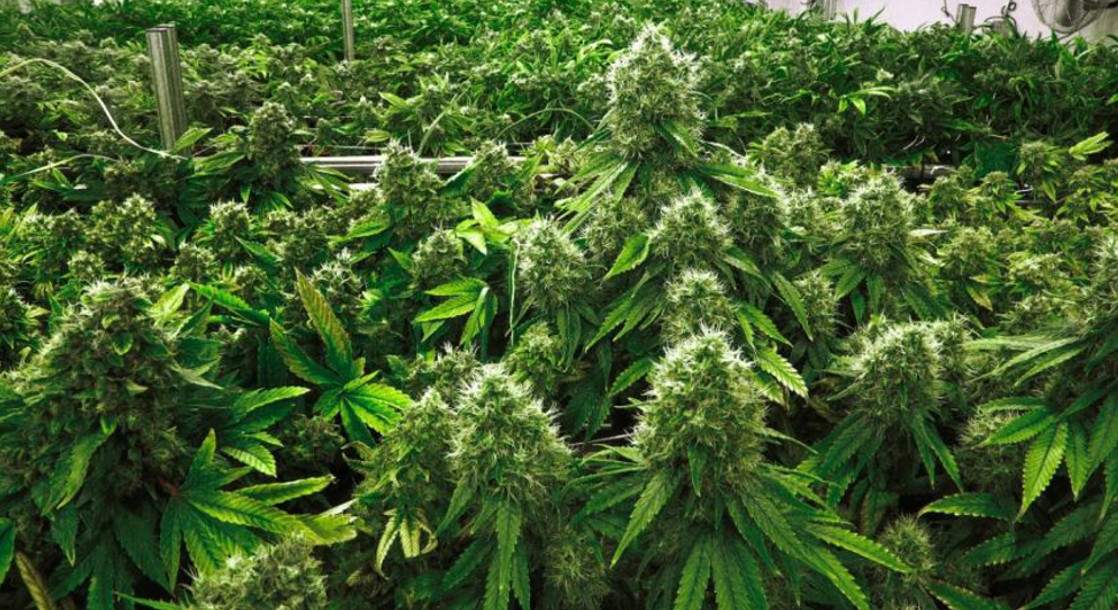 Montana Judge Strikes Down Critical Error in Medical Marijuana Initiative