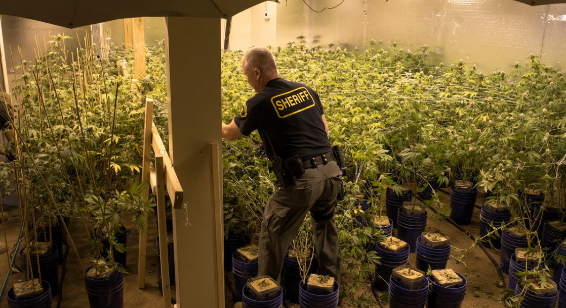 Ninth Circuit Judge Rules That Feds Still Can’t Prosecute California Medical Cannabis Growers