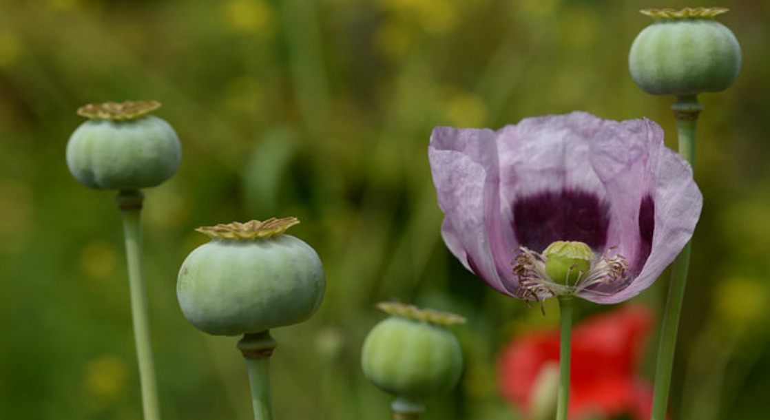 North Carolina Police Found 2,000 Pounds of Opium Poppies While Looking for a Cannabis Grow-Op