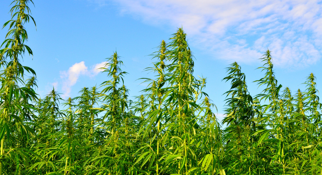 As Prices for Legal Cannabis Drop, Oregon Farmers Ditch Weed for Hemp