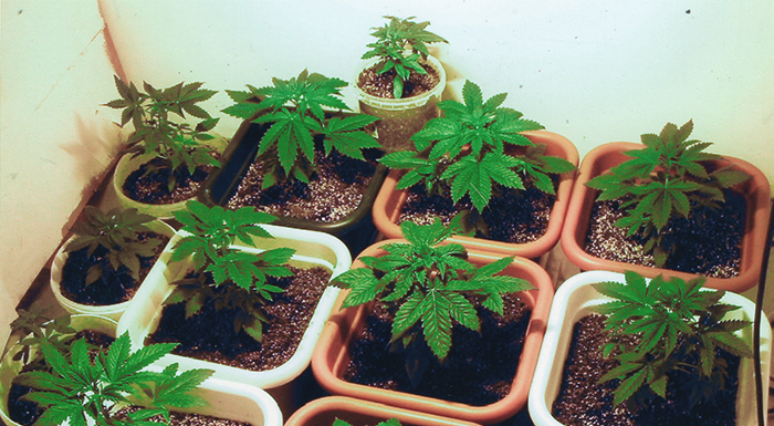Here’s How to Elevate Your In-Home Grow