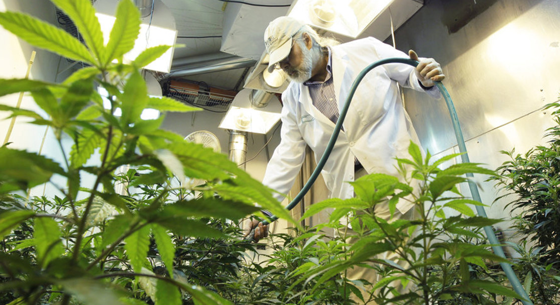 Investigators Find High Levels of Pesticides in California Medical Marijuana