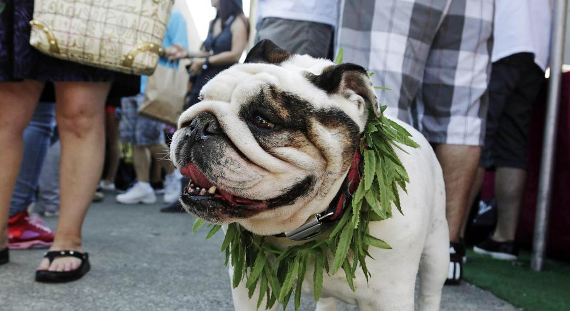 People Are Still Testing Medical Marijuana on Pets, Despite Limited Research