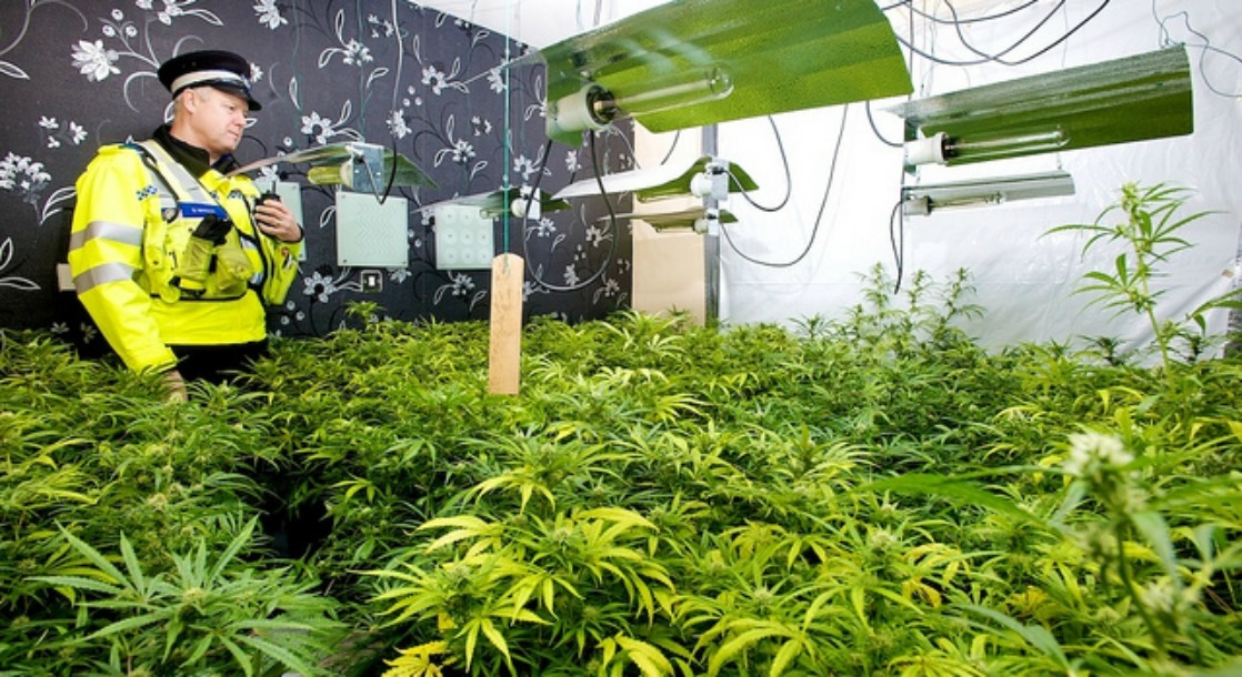 Marijuana Plants Stolen From Liverpool Police Station