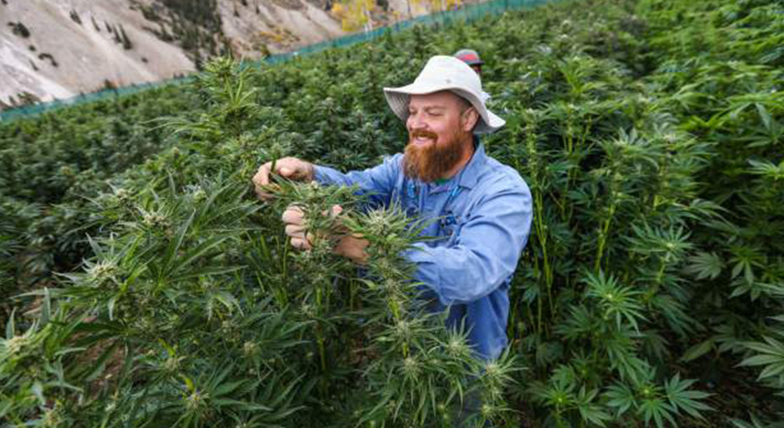 Colorado Ranchers Start First Cannabis Grow Operation With Zero Carbon Footprint