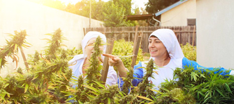 The Sisters of Cannabis
