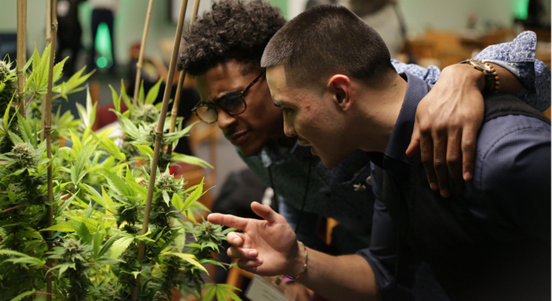 Higher Learning: Why Student Innovation Is Critical for Legal Cannabis