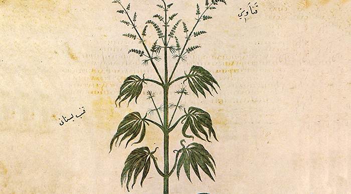 How Scientists Tested Cannabis Medicines in the Old Days