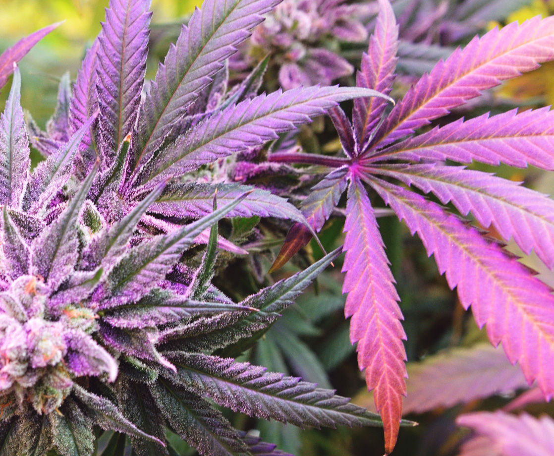 People Are Growing Marijuana in Some Pretty Weird Places