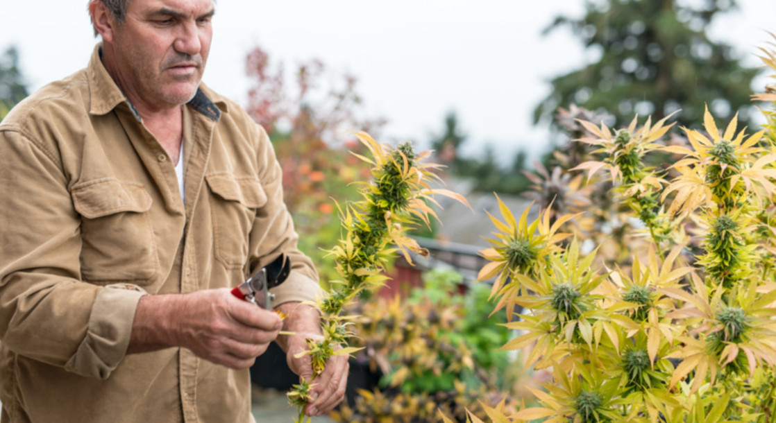 This County in Washington State is Forcing All of its Cannabis Farms to Close