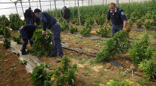 How Difficult Is It to Get Hashish in Palestine?
