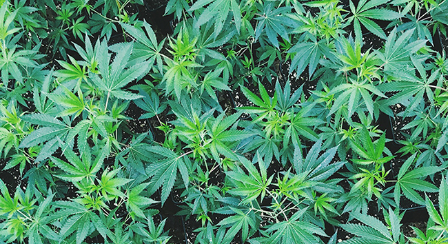 2300 Marijuana Plants Seized from Central California Home