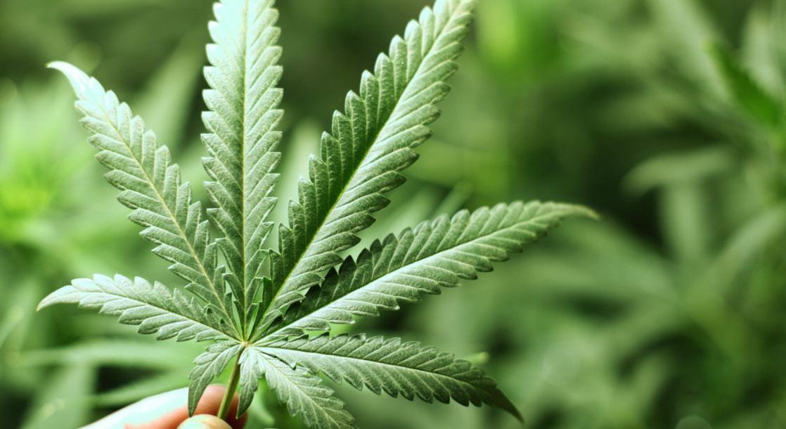 West Virginia Senate Approves Medical Marijuana Bill