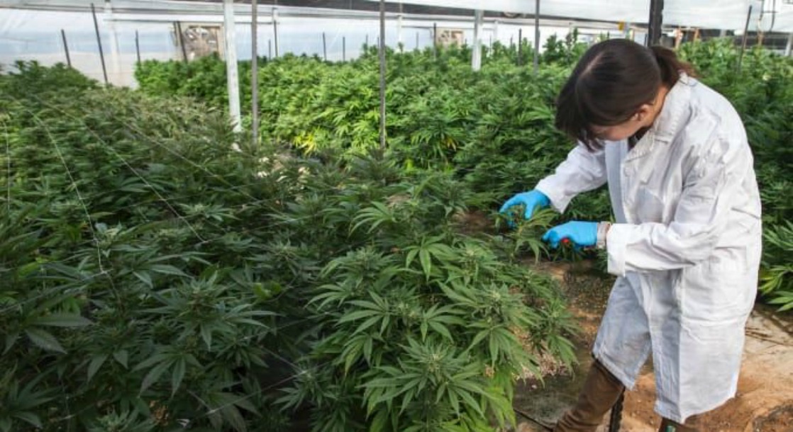 The Cannabis Industry Boasts a Higher Percentage of Female Business Owners than Corporate America