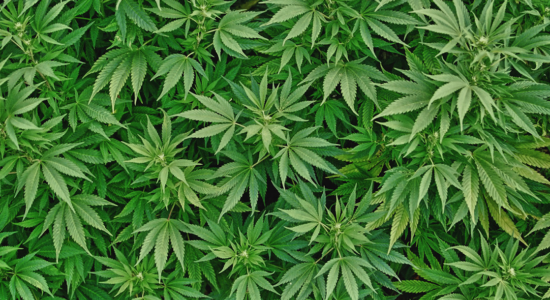 Zimbabwe Considers Legalizing Cannabis Production to Lure International Investors