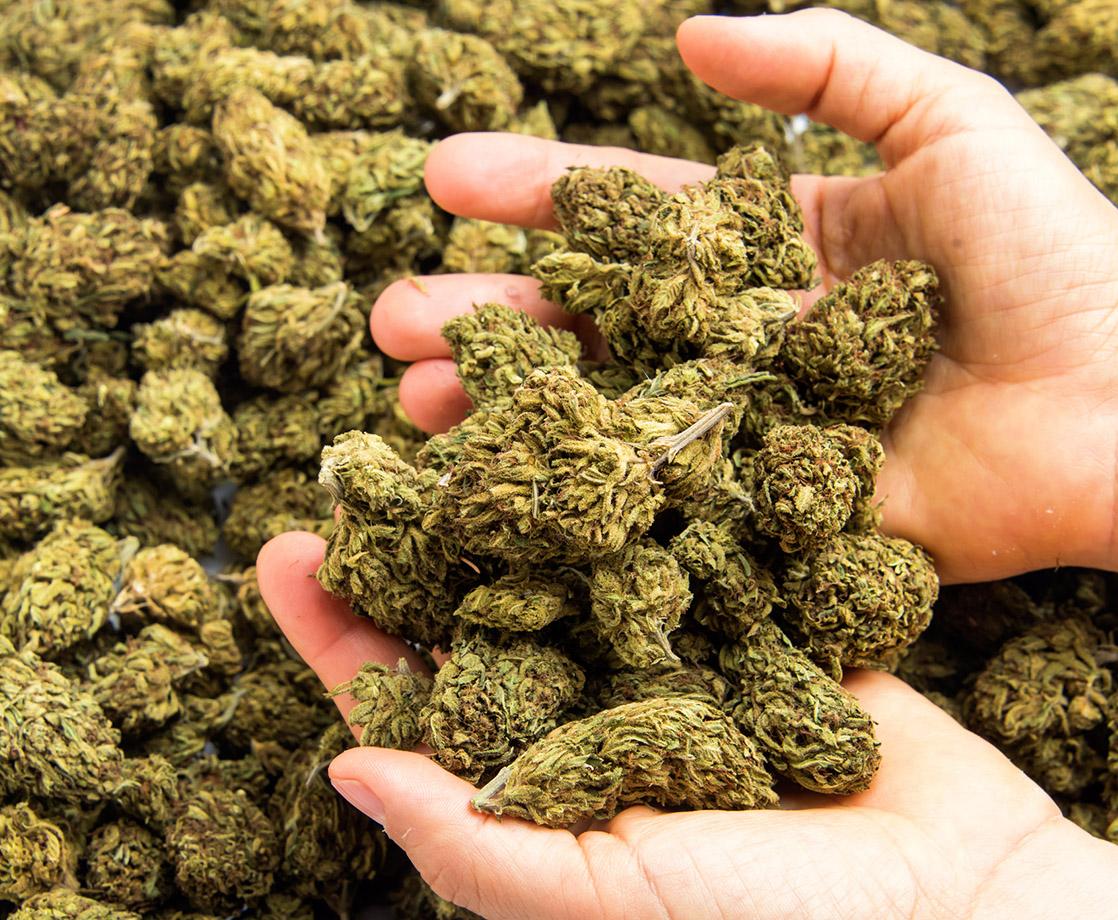 California Predicted to Sell One Million Pounds of Weed in First Year of Legalization