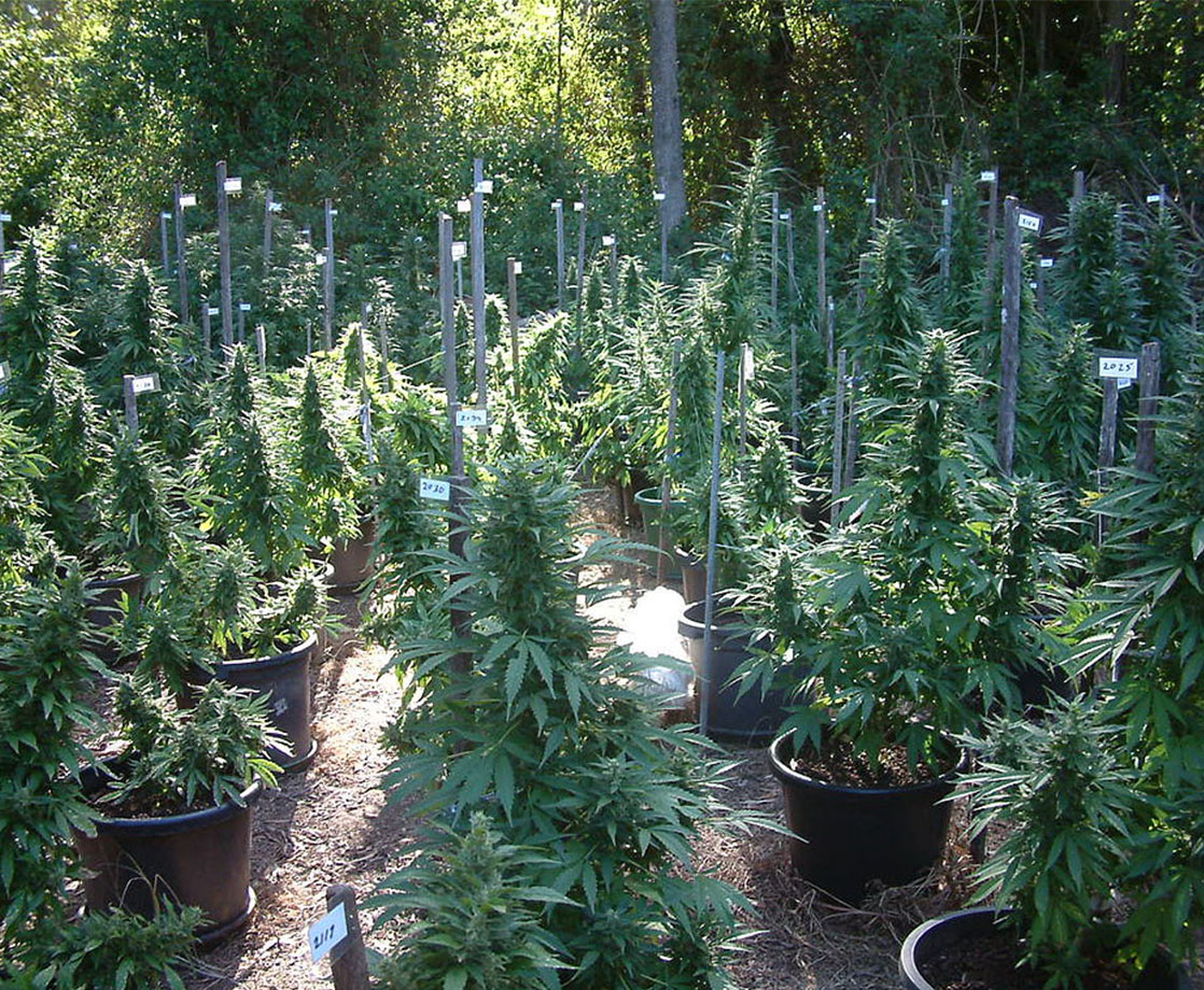 10 Companies Control Nearly 30% of California’s “Small Farm” Cannabis Cultivation Licenses