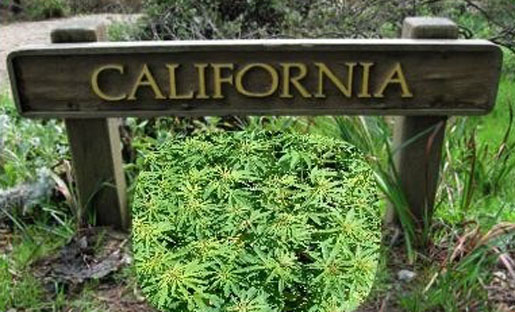 California Passes Groundbreaking Marijuana Legislation