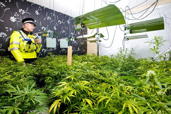 British Cannabis Policy Falling Behind