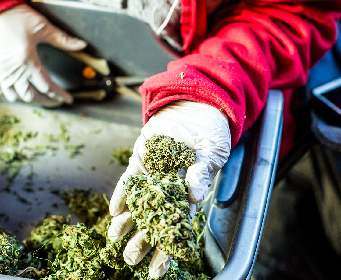 Labor Unions Are Hoping to Organize Cannabis Industry Workers in California