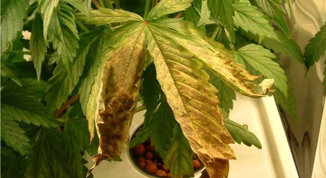 A Guide to Cannabis Seedling Diseases and How to Prevent Them