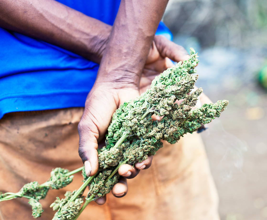 Is Legal Cannabis Coming to the Caribbean?