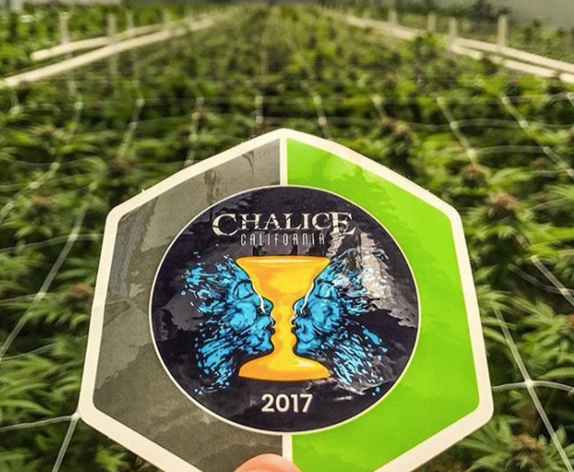 We Went to Chalice Cup, “The Realest” of All Cannabis Festivals