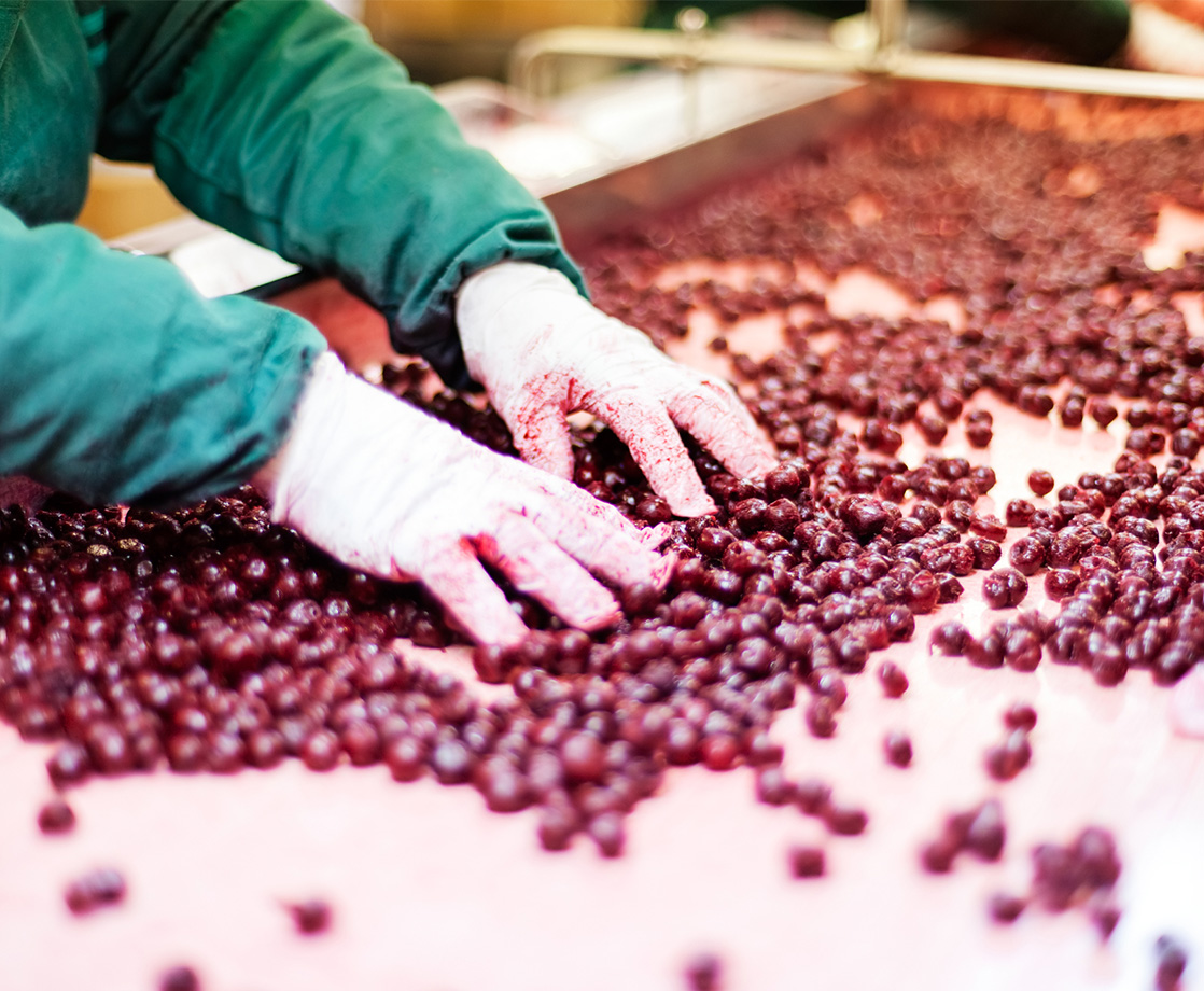 Uncovered: The Brooklyn Cherry Factory That Secretly Grew Pot