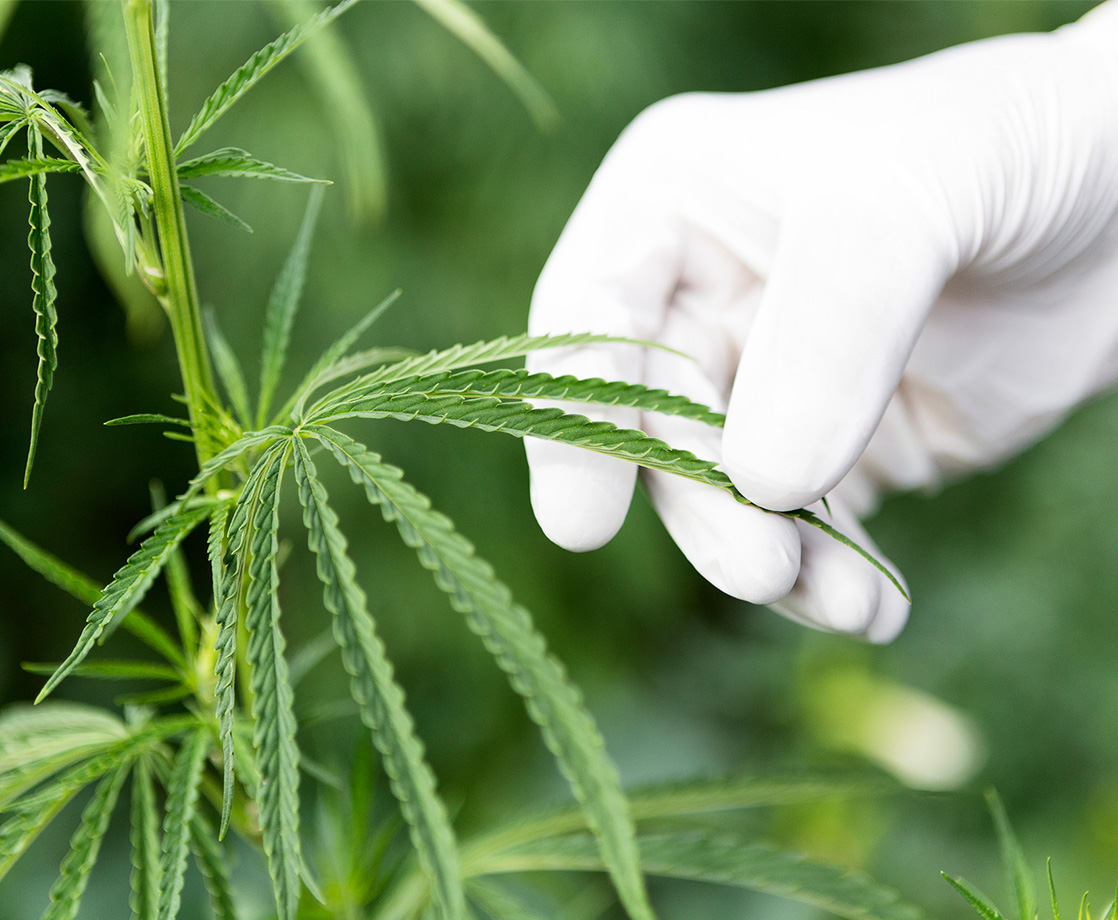 Hey USDA: We Can Grow Cannabis with “Organic” Methods, Too