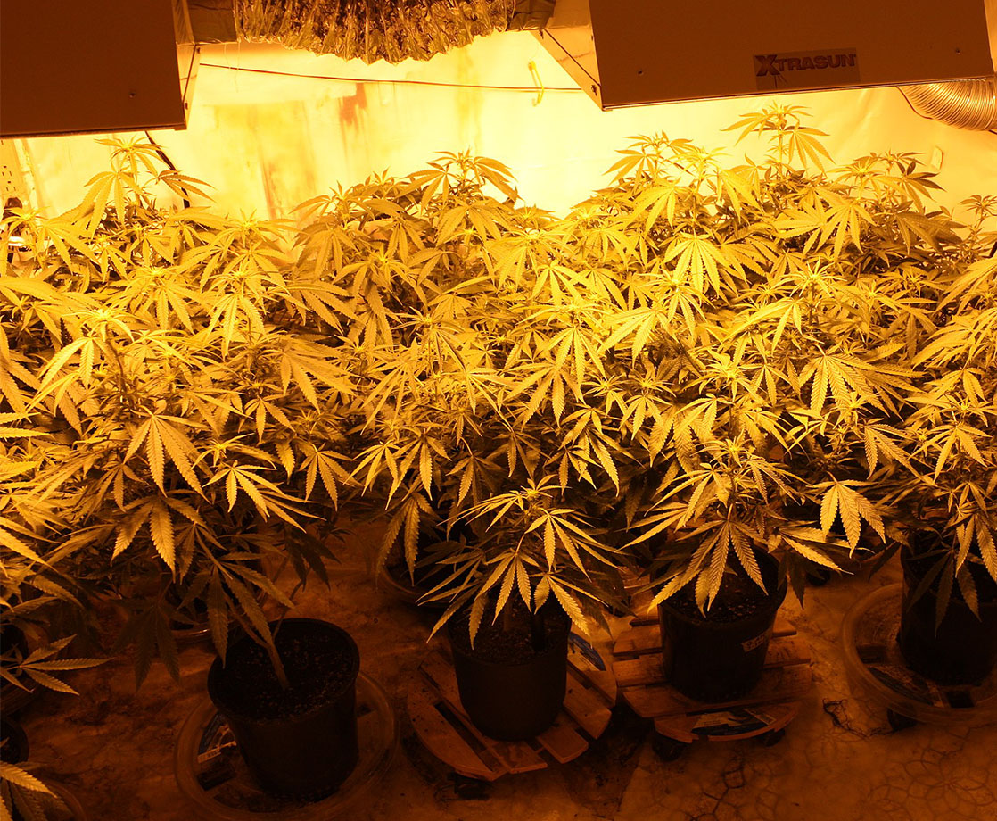 4% of Denver’s Electricity Consumption Is Used for Cannabis Cultivation