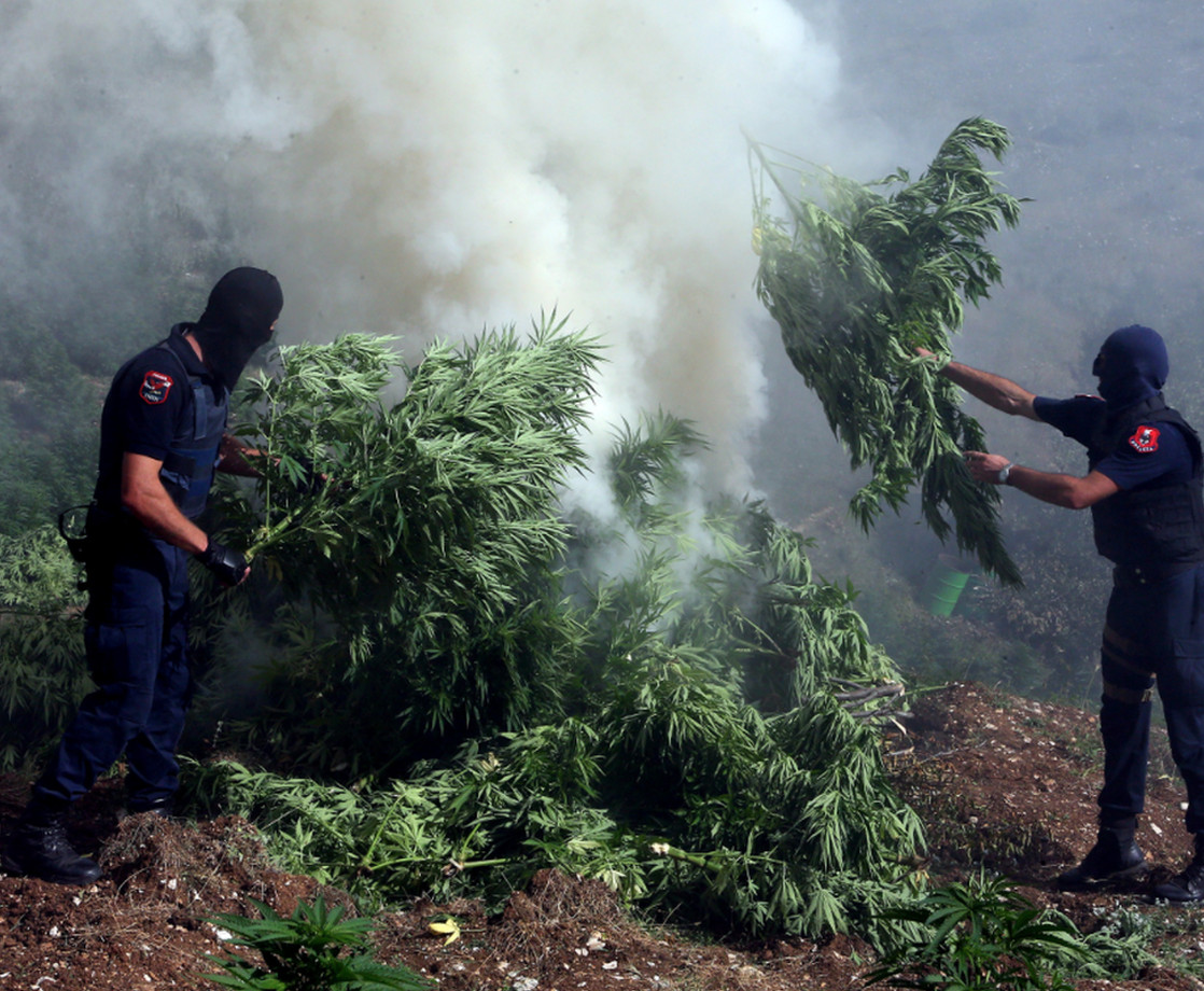 Colorado Cops Can Now Destroy Seized Cannabis Crops