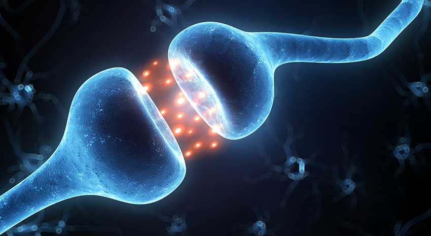 Exploring the Mysterious Endocannabinoid System
