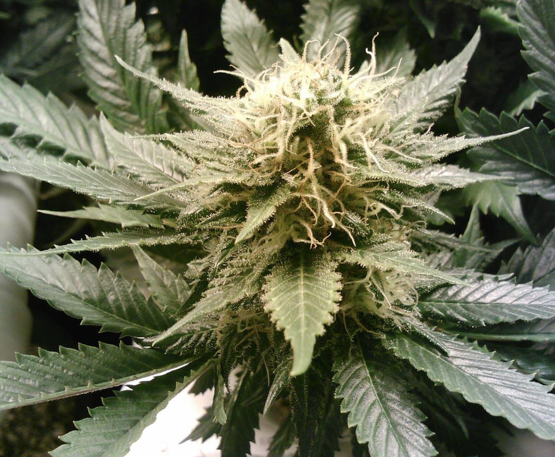 Kansas Considering Medical Marijuana