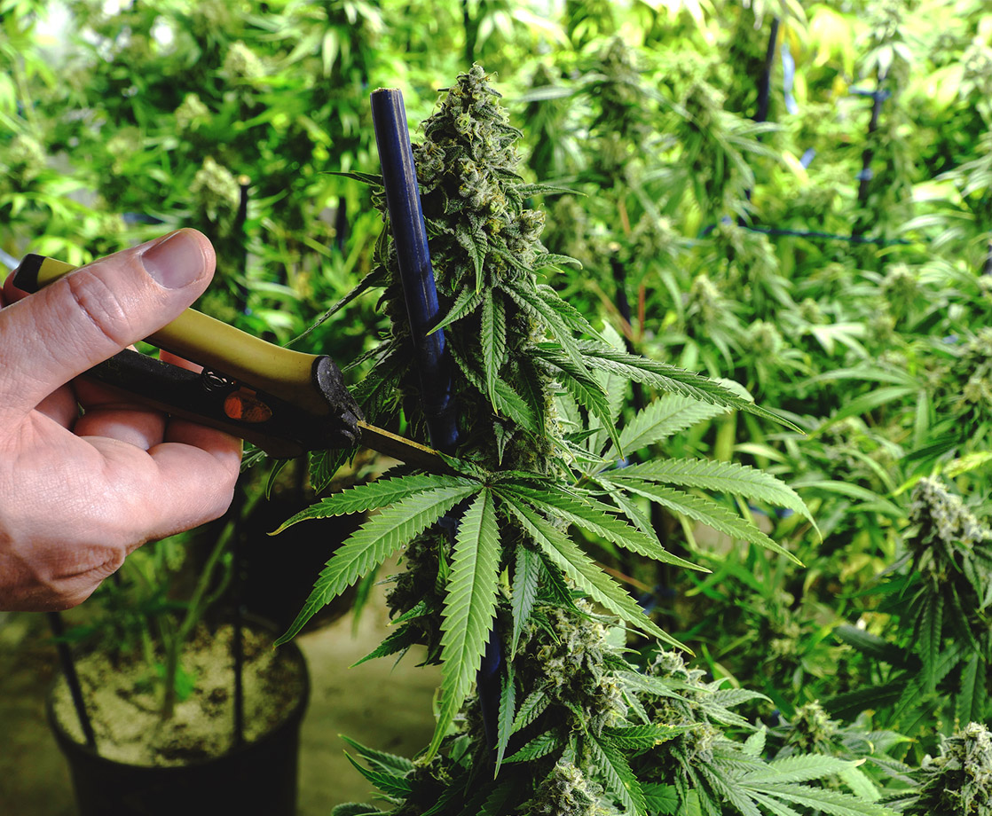 Mother Knows Best: Essential Trimming Tips for Turning a Home Grower into a Harvesting Pro