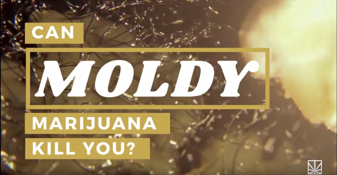 Can Moldy Weed Kill You?